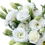 Premium Fresh Cut White Lisianthus Eustoma Wholesale Yunnan For Wedding Bouquets