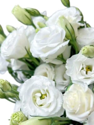 Premium Fresh Cut White Lisianthus Eustoma Wholesale Yunnan For Wedding Bouquets