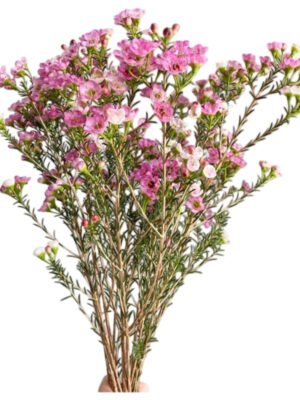 Premium Fresh Cut Wintersweet  A Grade Wax Flowers Wholesale from Yunnan Kunming Cold Chain Export
