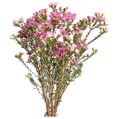 Premium Fresh Cut Wintersweet  A Grade Wax Flowers Wholesale from Yunnan Kunming Cold Chain Export