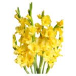 Fresh Cut Gladiolus A Grade Long Stem Cut Flowers Wholesale Cold Chain Export Globally