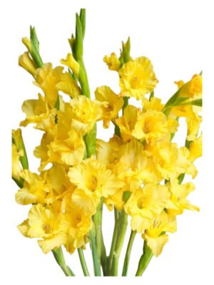 Fresh Cut Gladiolus A Grade Long Stem Cut Flowers Wholesale Cold Chain Export Globally