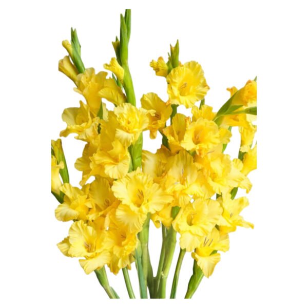 Fresh Cut Gladiolus A Grade Long Stem Cut Flowers Wholesale Cold Chain Export Globally