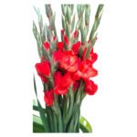 Fresh Cut Gladiolus A Grade Long Stem Cut Flowers Wholesale Cold Chain Export Globally
