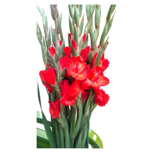 Fresh Cut Gladiolus A Grade Long Stem Cut Flowers Wholesale Cold Chain Export Globally