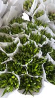 Premium Fresh Cut Lilies Bi-color Lily Wholesale Yunnan For Wedding Bouquets, Event Centerpieces & Hotel Florals