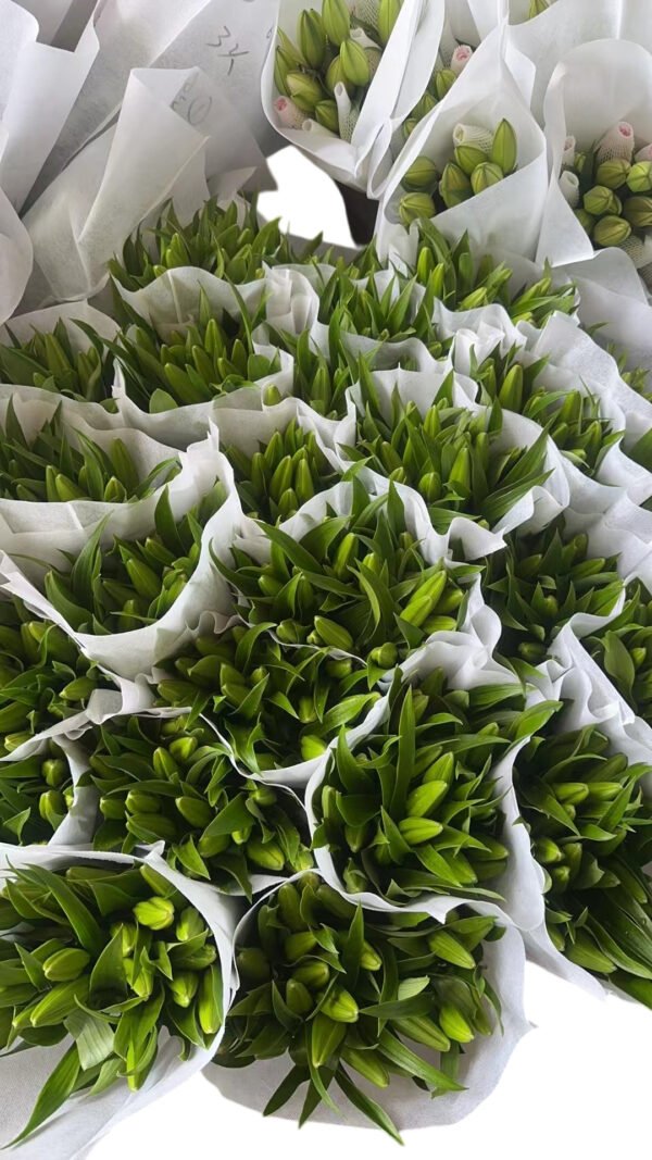 Premium Fresh Cut Lilies Bi-color Lily Wholesale Yunnan For Wedding Bouquets, Event Centerpieces & Hotel Florals