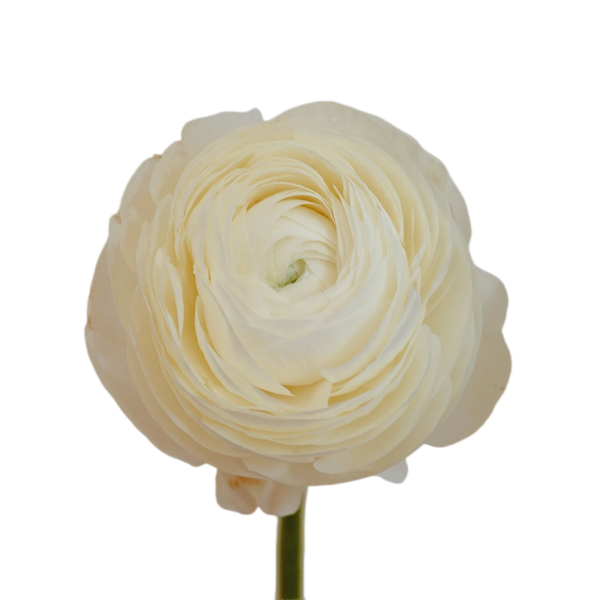 Fresh Cut Ranunculus Filler Flowers Decorative Wholesale Cold Chain Supply from Yunnan Kunming