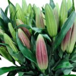 Premium Fresh Cut Lilies Wholesale Yunnan For Wedding Bouquets, Event Centerpieces & Hotel Florals