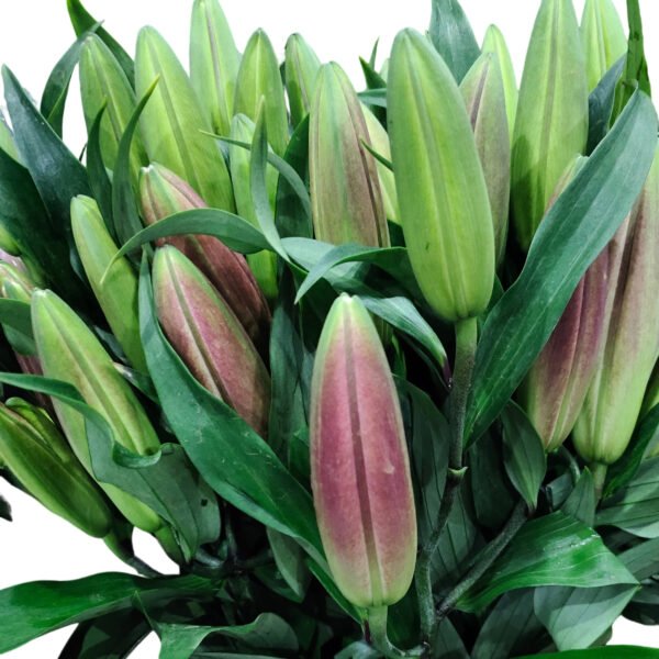Premium Fresh Cut Lilies Wholesale Yunnan For Wedding Bouquets, Event Centerpieces & Hotel Florals