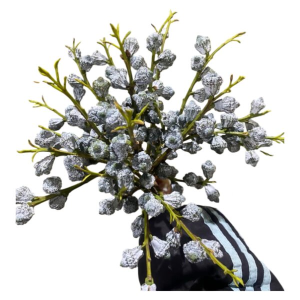Fresh Cut Eucalyptus Pods A Grade Long Vase Life Eucalyptus Pods Fruits for Flower Arrangement Wholesale Cold Chain Export