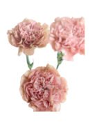 Fresh Cut Carnations Vintage Pink Dianthus Supplier China Yunnan Bulk Export For Overseas Flower Importers (复制)