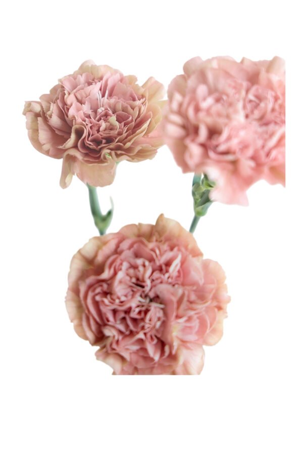 Fresh Cut Carnations Vintage Pink Dianthus Supplier China Yunnan Bulk Export For Overseas Flower Importers (复制)