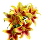 Premium Fresh Cut Lilies Bi-color Lily Wholesale Yunnan For Wedding Bouquets, Event Centerpieces & Hotel Florals