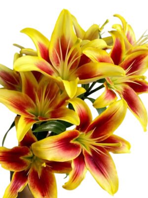 Premium Fresh Cut Lilies Bi-color Lily Wholesale Yunnan For Wedding Bouquets, Event Centerpieces & Hotel Florals