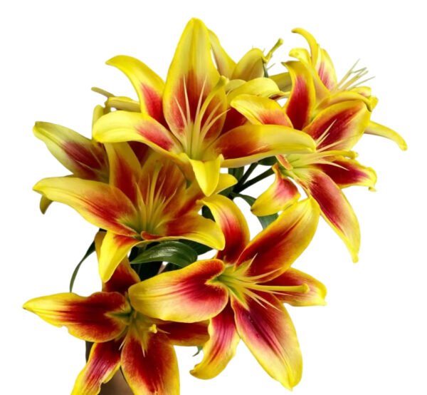 Premium Fresh Cut Lilies Bi-color Lily Wholesale Yunnan For Wedding Bouquets, Event Centerpieces & Hotel Florals