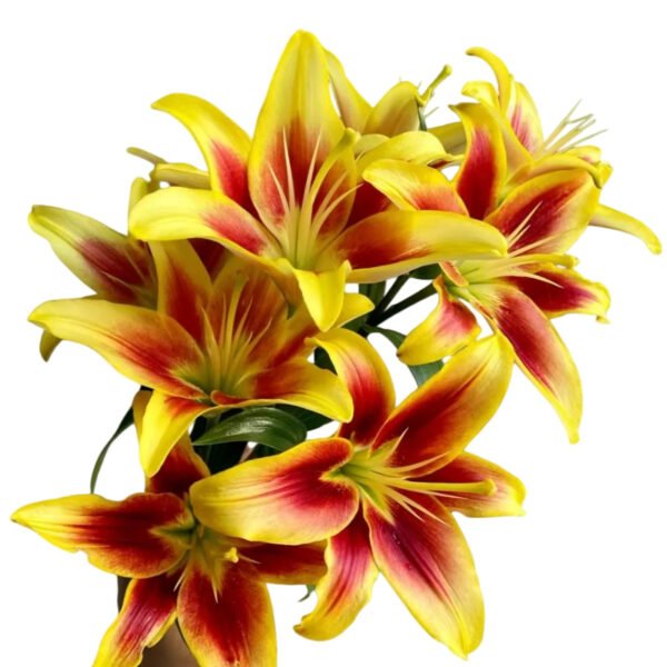 Premium Fresh Cut Lilies Bi-color Lily Wholesale Yunnan For Wedding Bouquets, Event Centerpieces & Hotel Florals