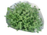 Premium Fresh Cut Gypsophila Baby’s Breath Wholesale Yunnan Universal Wedding Bouquet Filler