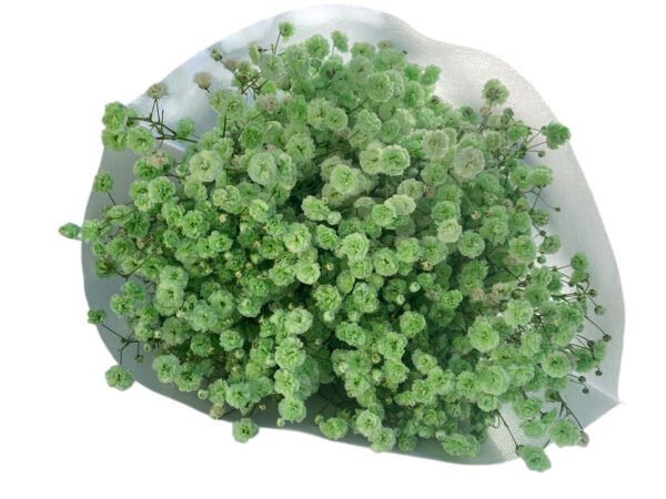 Premium Fresh Cut Gypsophila Baby’s Breath Wholesale Yunnan Universal Wedding Bouquet Filler