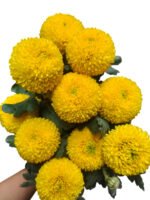 Fresh Cut Chrysanthemum Colorful PingPong Chrysanthemum Wholesale Yunnan Wedding Bouquet Filler Flowers