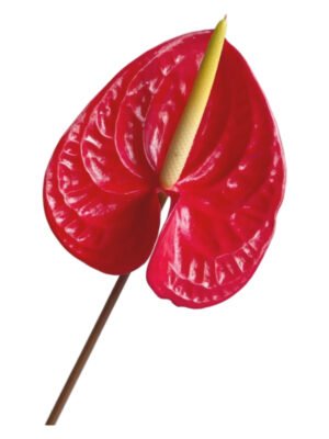 Fresh Cut Anthurium Flamingo Flower Anthurium Andraeanum A Grade Long Vase Life Tropical Cut Flowers Wholesale Cold Chain Export