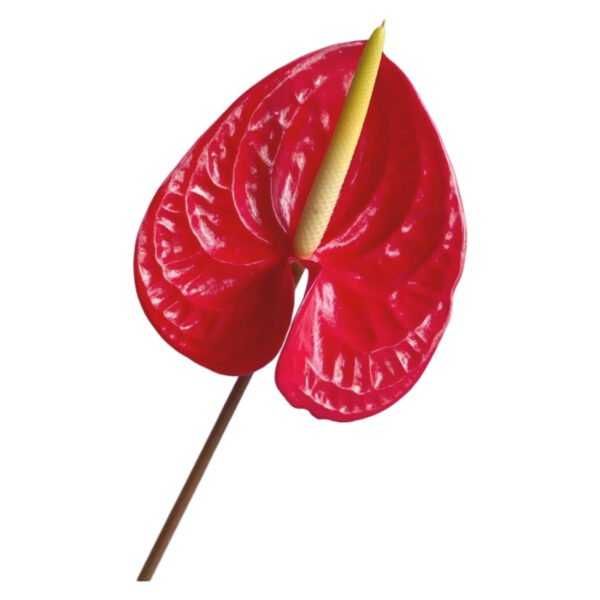 Fresh Cut Anthurium Flamingo Flower Anthurium Andraeanum A Grade Long Vase Life Tropical Cut Flowers Wholesale Cold Chain Export