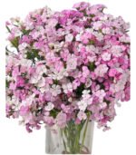Fresh Cut Dianthus, Yunnan Kunming A Grade Cut Filler Flowers Wholesale Supply