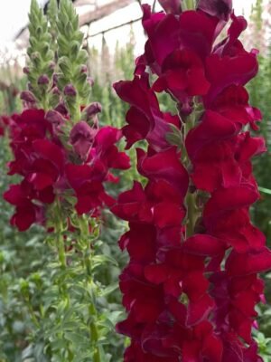 Fresh Cut Snapdragon Filler Flowers Decorative Wholesale Cold Chain Supply from Yunnan Kunming