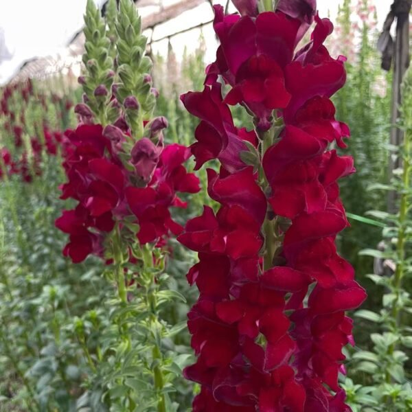Fresh Cut Snapdragon Filler Flowers Decorative Wholesale Cold Chain Supply from Yunnan Kunming