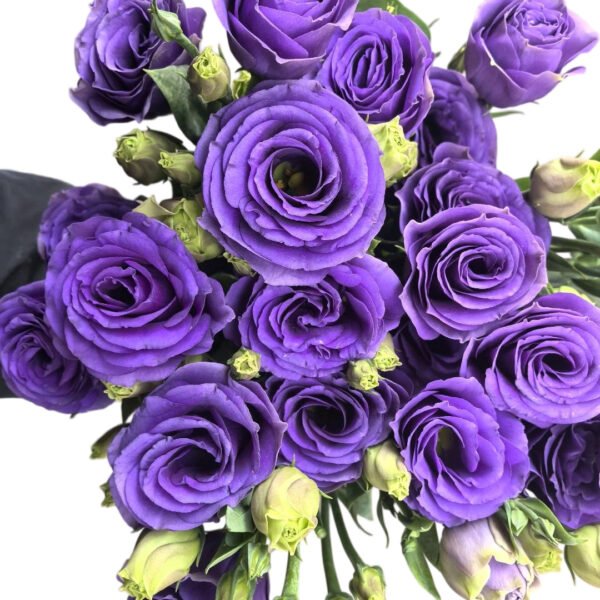 Premium Fresh Cut  Lisianthus Purple Eustoma Wholesale Yunnan For Wedding Bouquets