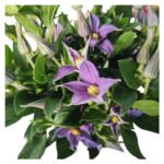 Fresh Cut Clematis A Grade Long Vase Life Clematis Cut Flowers Wholesale Cold Chain Export