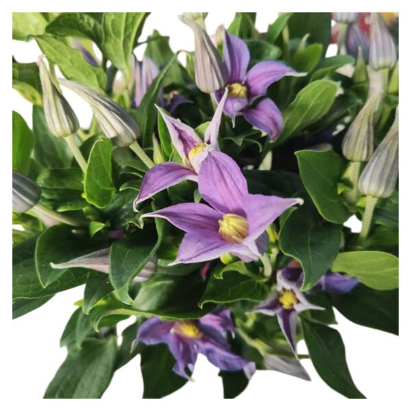 Fresh Cut Clematis A Grade Long Vase Life Clematis Cut Flowers Wholesale Cold Chain Export