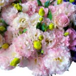 Premium Fresh Cut  Lisianthus Pink Eustoma Wholesale Yunnan For Wedding Bouquets