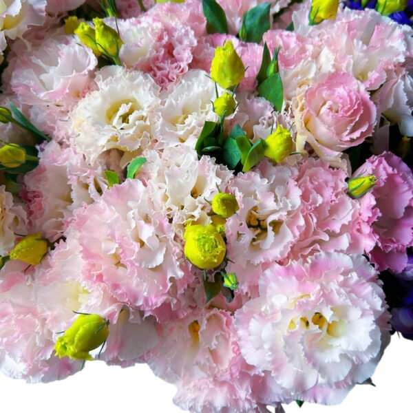 Premium Fresh Cut  Lisianthus Pink Eustoma Wholesale Yunnan For Wedding Bouquets
