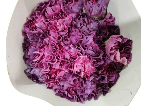 Fresh Cut Carnations Dianthus Supplier China Yunnan Bulk Export For Overseas Flower Importers