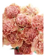 Fresh Cut Carnations Vintage Pink Dianthus Supplier China Yunnan Bulk Export For Overseas Flower Importers (复制)