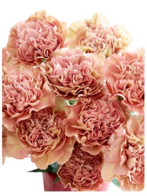Fresh Cut Carnations Vintage Pink Dianthus Supplier China Yunnan Bulk Export For Overseas Flower Importers (复制)