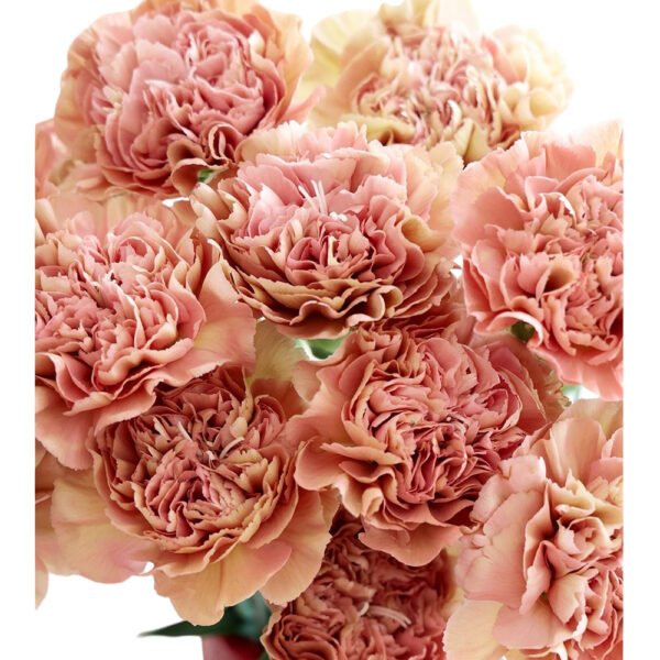 Fresh Cut Carnations Vintage Pink Dianthus Supplier China Yunnan Bulk Export For Overseas Flower Importers (复制)