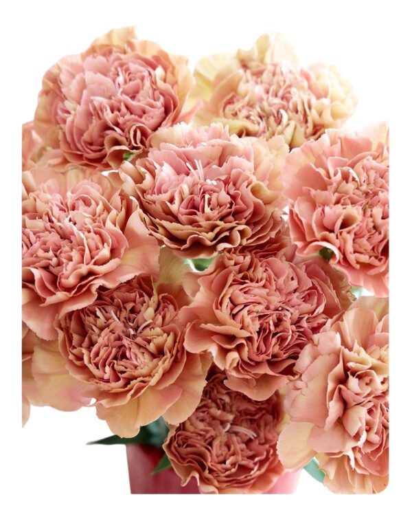 Fresh Cut Carnations Vintage Pink Dianthus Supplier China Yunnan Bulk Export For Overseas Flower Importers (复制)