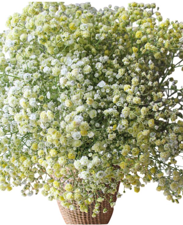 Premium Fresh Cut Gypsophila Baby’s Breath Wholesale Yunnan Universal Wedding Bouquet Filler