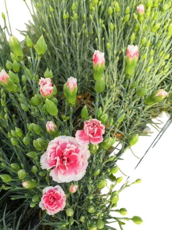 Premium Fresh Cut Lily Wholesale Yunnan For Minimalist Modern Wedding Bouquets