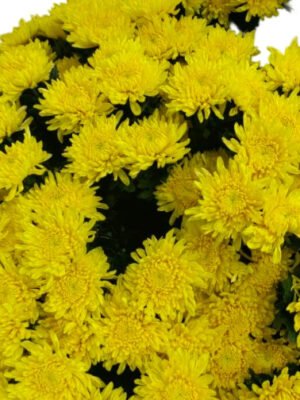 Fresh Cut Chrysanthemum Yellow Wholesale Yunnan Wedding Bouquet Filler Flowers