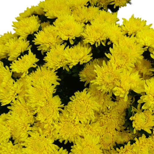 Fresh Cut Chrysanthemum Yellow Wholesale Yunnan Wedding Bouquet Filler Flowers