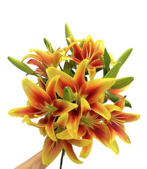 Premium Fresh Cut Lilies Bi-color Lily Wholesale Yunnan For Wedding Bouquets, Event Centerpieces & Hotel Florals
