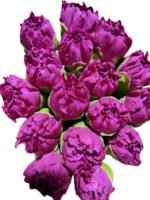Fresh Cut Carnations Violet Purple Dianthus Supplier China Yunnan Bulk Export For Overseas Flower Importers