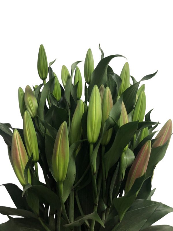 Premium Fresh Cut Lilies Wholesale Yunnan For Wedding Bouquets, Event Centerpieces & Hotel Florals
