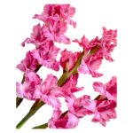 Fresh Cut Gladiolus A Grade Long Stem Cut Flowers Wholesale Cold Chain Export Globally