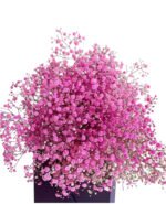 Premium Fresh Cut Gypsophila Baby’s Breath Wholesale Yunnan Universal Wedding Bouquet Filler
