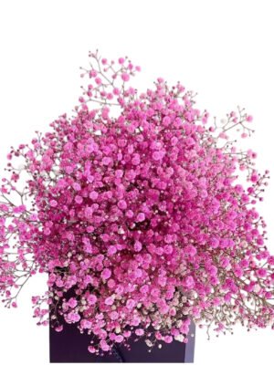 Premium Fresh Cut Gypsophila Baby’s Breath Wholesale Yunnan Universal Wedding Bouquet Filler
