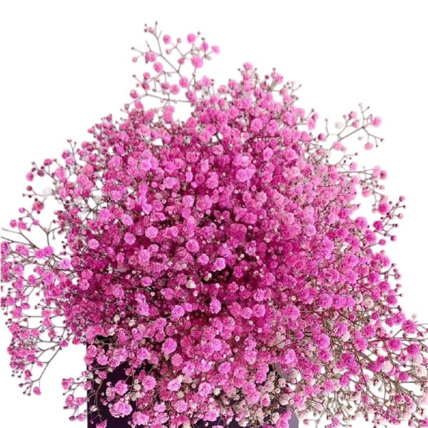 Premium Fresh Cut Gypsophila Baby’s Breath Wholesale Yunnan Universal Wedding Bouquet Filler